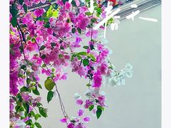 -深圳国际园林花卉博览园