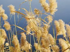 -野鸭湖国家湿地公园