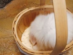 -猫猫幼稚园·撸猫·桌游·电玩