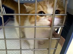 -小猫来了·猫舍(红山六九七九店)