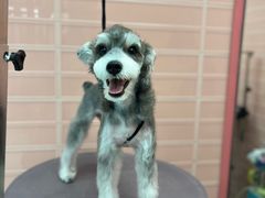 -FAELING PETS美天灵宠物(合生汇店)