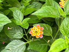 -洋湖国家湿地公园