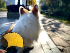 -三圣花乡旅游区