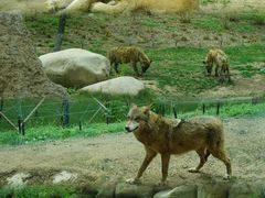 -北京野生动物园