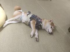 -逗柴咖啡屋·狗咖猫咖宠物桌游