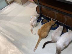 -藏猫猫咖啡主题馆(中央大道店)