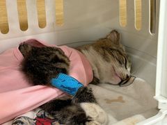 -芭比堂动物医院·CT·微创中心(新顺分院)