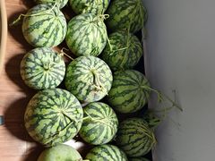 -南汇新场正宗水蜜桃采摘