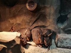 -绿色星球动物主题公园