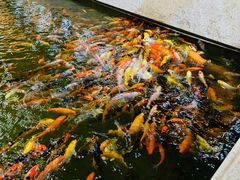-龙悦湾酒家·八阵鱼生·渔人码头店