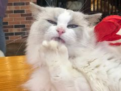 -蓝鲸·缅因猫舍