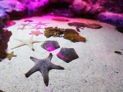 -暹罗海洋世界