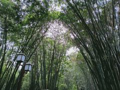 -望江楼公园