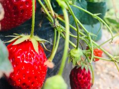 -南汇老顾农家乐采摘大团水蜜桃采摘店