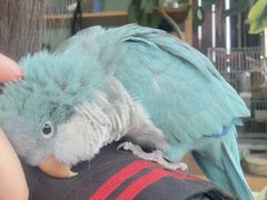 -吉丁鸟咖·异宠·寄养