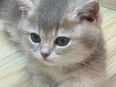 -momokira米努特·德文卷毛猫·棉花面纱犬