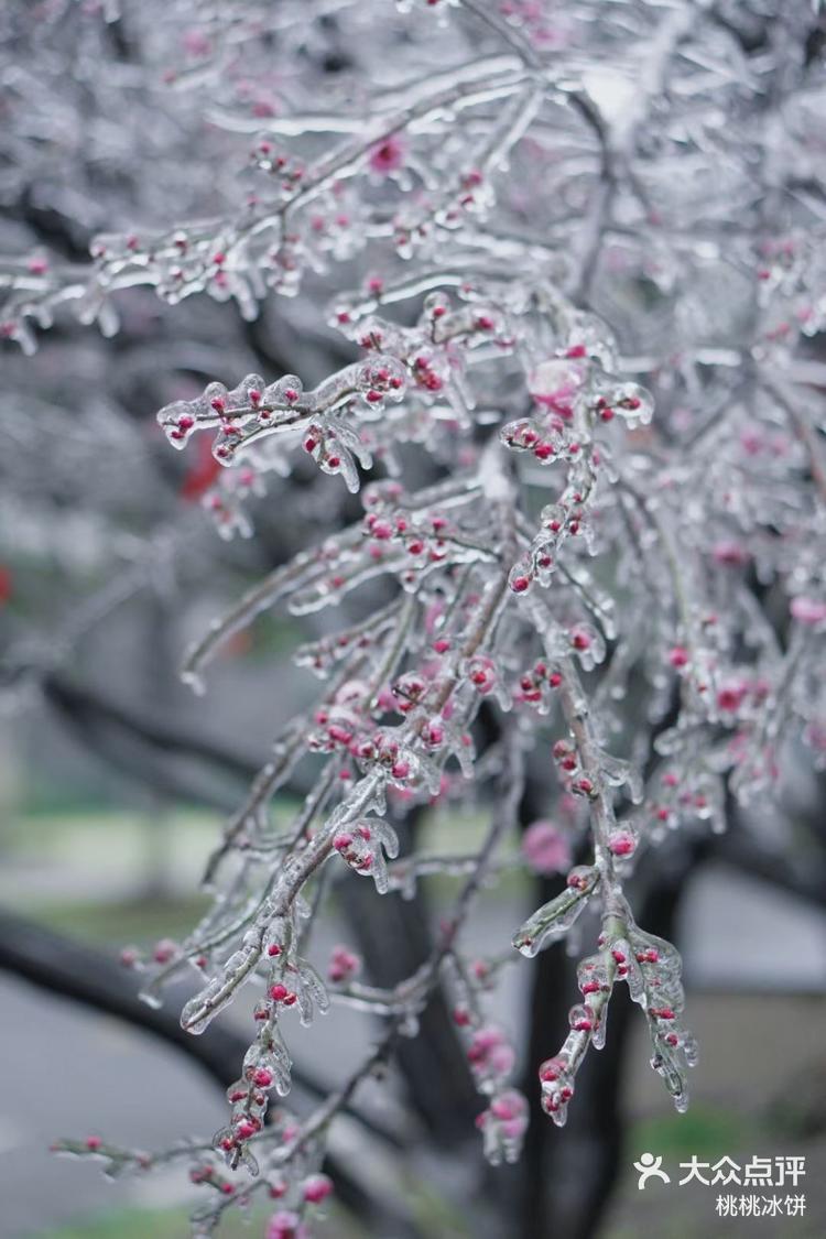 冬天的冰糖梅花
