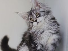 -lincat·猫舍(广州店)