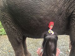 -野象谷景区