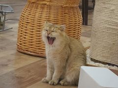 -袖虎·猫馆(体育西路店)