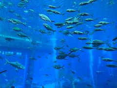 -亚特兰蒂斯•OSSIANO奥西亚诺海底餐厅