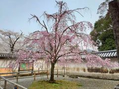 -醍醐寺