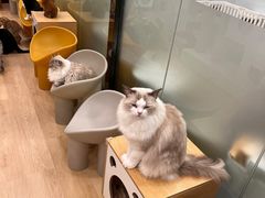 -有喵·猫咖·狗咖·30几只猫10只小狗(岗厦店)
