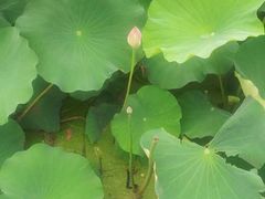 -楚秀园