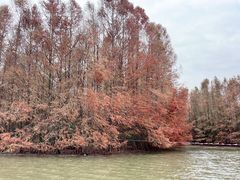 -上海海湾国家森林公园