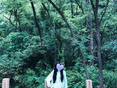 -金龙寺国家森林公园