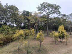 -王借岗森林公园