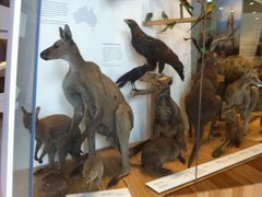 -墨尔本博物馆(Melbourne Museum)