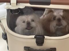 -御宝贝24h宠物医院·转诊中心·CT核磁血透中心(厦门总院)