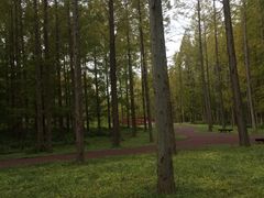 -黄海国家森林公园