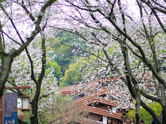 -中国茶叶博物馆(双峰馆区)