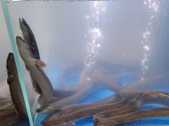 -本炙炭烤·蒲烧活鳗料理店(金沙洲店)