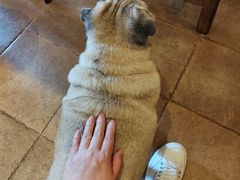 -Silly Dog Coffee(滨江店)