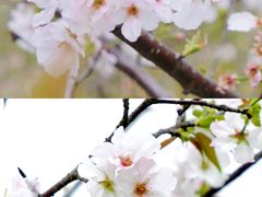 -天适樱花悠乐园