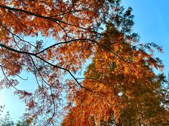 -黄海国家森林公园