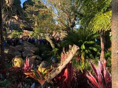 -奥兰多迪士尼动物王国乐园