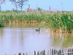 -盐城丹顶鹤湿地生态旅游区