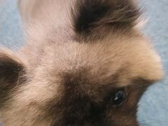 -A猫a狗全科·犬猫异宠·芥西宠物医院(南开总院)
