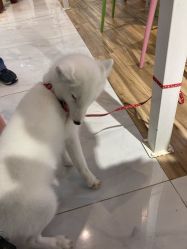 -Moni星球萌宠·小马宝莉·灵蛇·高端高阶全萌宠互动体验俱乐部(红豆国际广场店)
