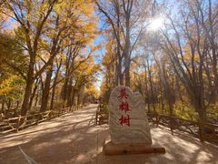 -金塔沙漠胡杨林景区