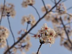 -高东镇樱花园