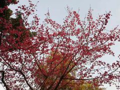 -雀儿山公园
