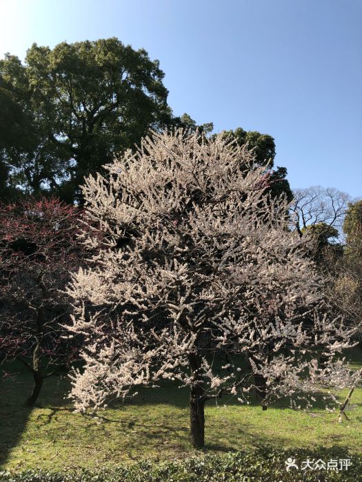 北之丸公园-图片-东京景点门票-大众点评网