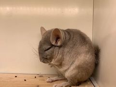 -龙猫仔乐园(惠福东路店)