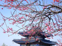 -梅花山(明孝陵内)