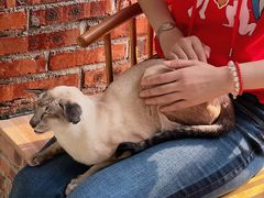 -豆逗聊愈猫阁Easy Life